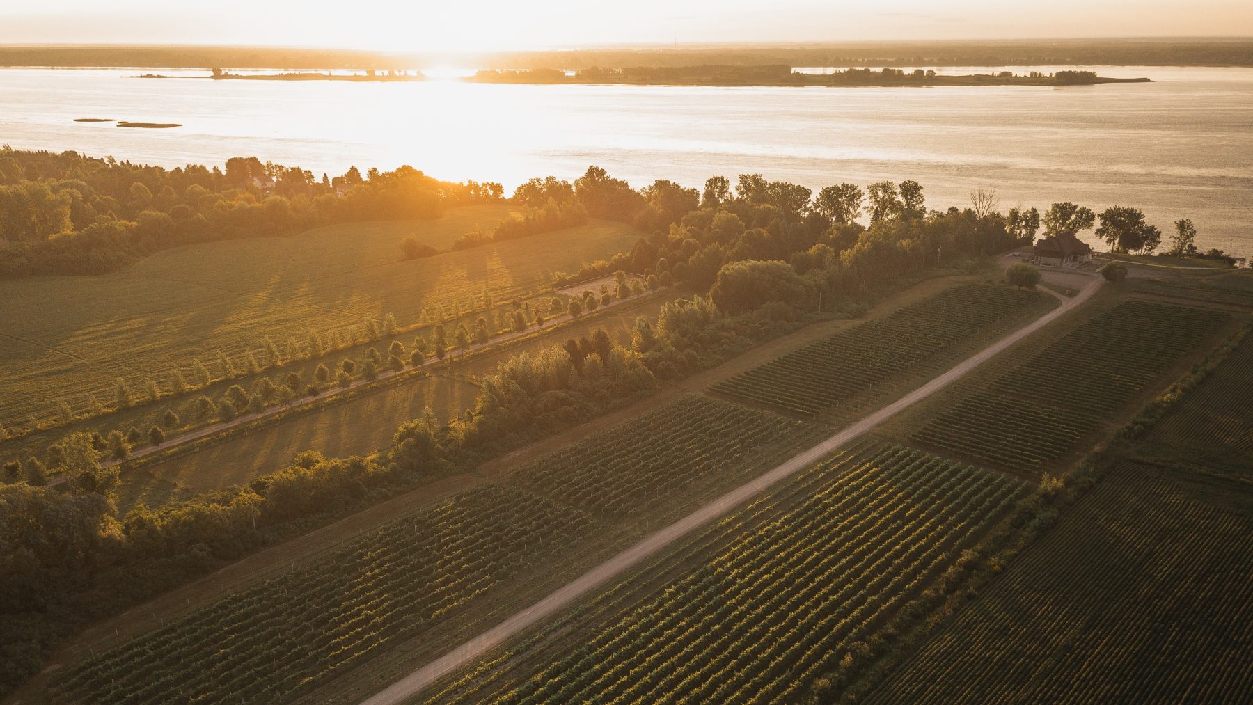 Vignoble Lano d'Or - Fabien Proulx-Tremblay (3)