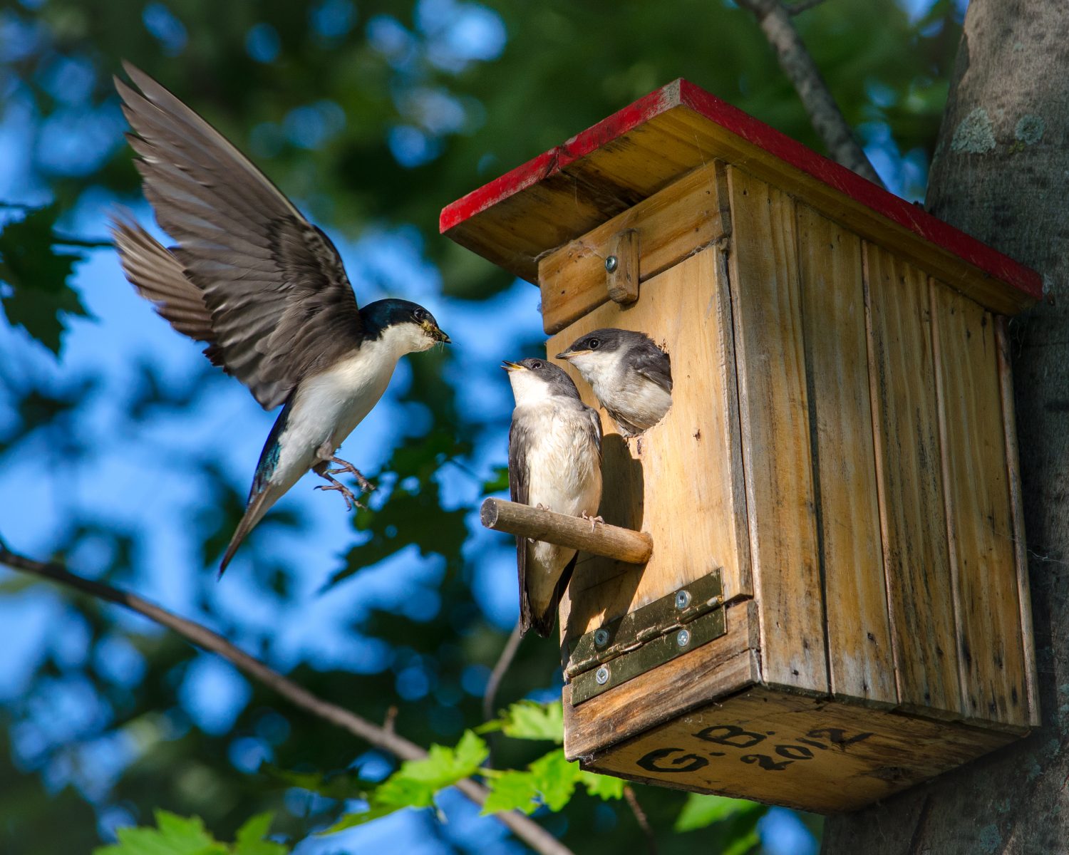 Hirondelles bicolores (Ravitaillement) - Martin Joly